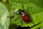 Vorschaubild Coleoptera, Scarabaeidae, Phyllopertha horticola, Junikaefer_2008_06_09--08-52-21.jpg 