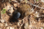Vorschaubild Coleoptera, Scarabaeidae, Pillendreher mit Pille_2016_06_05--10-45-48.jpg 