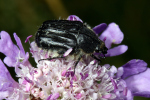 Vorschaubild Coleoptera, Scarabaeidae, Tropinota hirta_2008_06_23--09-26-11.jpg 