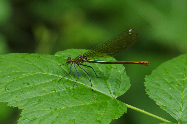 Skaliertes Bild Odonata, Calopterygidae, Calopteryx splendens, Gebaenderte Prachtlibelle, Weibchen_2019_07_08--10-23-00.jpg 