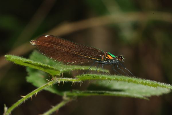 Skaliertes Bild Odonata, Calopterygidae, Calopteryx virgo, Blaufluegel-Prachtlibelle_2009_06_11--15-04-17.jpg 