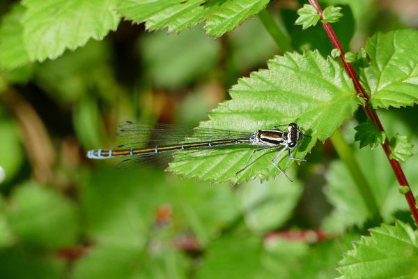 Skaliertes Bild Odonata, Coenagrionidae, Coenagrion puella, Hufeisen-Azurjungfer_2019_04_25--11-40-10.jpg 