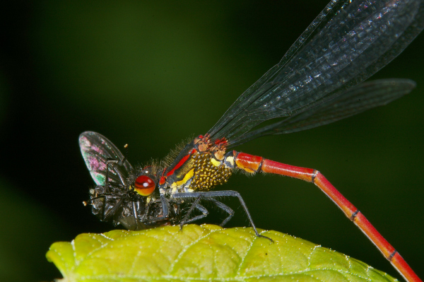 Skaliertes Bild Odonata, Coenagrionidae, Pyrrhosoma nymphula, Adonislibelle, Beute, Milben_2008_06_09--15-24-03.jpg 