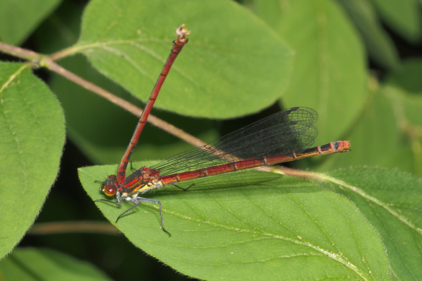 Skaliertes Bild Odonata, Coenagrionidae, Pyrrhosoma nymphula, Fruehe Adonislibelle, Weibchen mit totem Maennchen_2018_05_25--09-16-43.jpg 