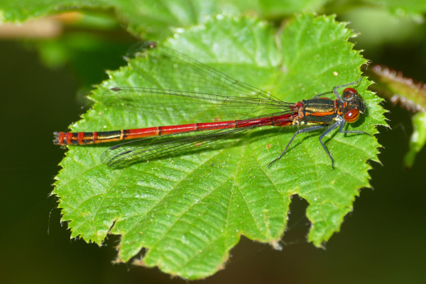 Skaliertes Bild Odonata, Coenagrionidae, Pyrrhosoma nymphula, Fruehe Adonislibelle_2019_04_25--10-33-14.jpg 