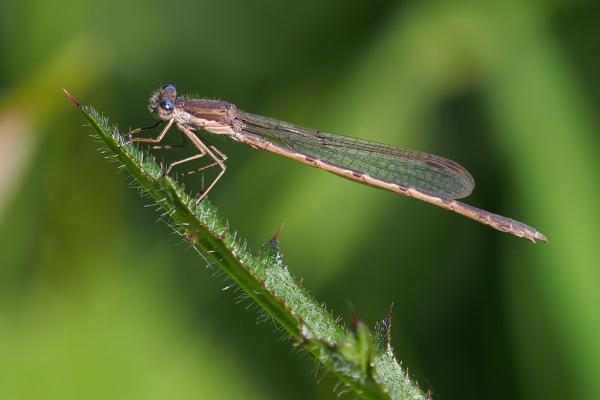 Skaliertes Bild Odonata, Lestidae, Sympecma fusca, Gemeine Winterlibelle_2019_06_01--10-46-58.jpg 