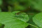 Vorschaubild Odonata, Calopterygidae, Calopteryx splendens, Gebaenderte Prachtlibelle, Weibchen_2019_07_08--10-23-00.jpg 