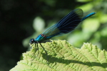 Vorschaubild Odonata, Calopterygidae, Calopteryx splendens. Gebaenderte Prachtlibelle,_2016_08_21--16-45-52.jpg 