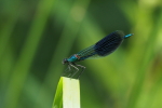 Vorschaubild Odonata, Calopterygidae, Calopteryx splendens. Gebaenderte Prachtlibelle,_2018_05_27--11-12-17.jpg 