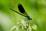 Vorschaubild Odonata, Calopterygidae, Calopteryx splendens. Gebaenderte Prachtlibelle,_2019_07_04--13-05-19.jpg 