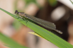 Vorschaubild Odonata, Coenagrionidae, Coenagrion mercuriale, Helm-Azurjungfer, frisch geschluepftes Weibchen_2019_04_18--13-06-43.jpg 