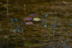 Vorschaubild Odonata, Coenagrionidae, Coenagrion puella, Hufeisen-Azurjungfer, Eiablage_2008_06_24--14-52-37.jpg 