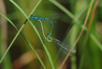 Vorschaubild Odonata, Coenagrionidae, Coenagrion puella, Hufeisen-Azurjungfer, Paarung_2010_07_02--10-29-57.jpg 
