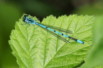 Vorschaubild Odonata, Coenagrionidae, Coenagrion puella, Hufeisen-Azurjungfer_2015_05_08--08-45-50.jpg 