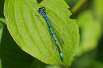 Vorschaubild Odonata, Coenagrionidae, Coenagrion puella, Hufeisen-Azurjungfer_2019_05_22--14-39-52.jpg 