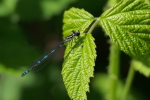 Vorschaubild Odonata, Coenagrionidae, Coenagrion pulchellum, Fledermaus-Azurjungfer, Weibchen_2015_05_08--10-27-19.jpg 