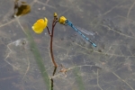 Vorschaubild Odonata, Coenagrionidae, Enallagma cyathigerum, Becher-Azurjungfer_2015_08_27--14-51-55.jpg 