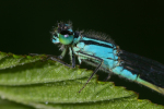 Vorschaubild Odonata, Coenagrionidae, Ischnura elegans, Grosse Pechlibelle_2008_06_09--08-30-15.jpg 