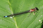Vorschaubild Odonata, Coenagrionidae, Ischnura elegans, Grosse Pechlibelle_2017_08_14--08-38-00.jpg 
