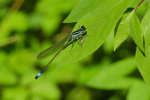 Vorschaubild Odonata, Coenagrionidae, Ischnura elegans, Grosse Pechlibelle_2019_05_01--15-14-25.jpg 