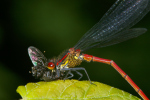 Vorschaubild Odonata, Coenagrionidae, Pyrrhosoma nymphula, Adonislibelle, Beute, Milben_2008_06_09--15-24-03.jpg 