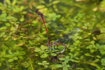 Vorschaubild Odonata, Coenagrionidae, Pyrrhosoma nymphula, Fruehe Adonislibelle, Eiablage_2018_05_24--12-20-56.jpg 