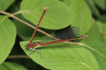 Vorschaubild Odonata, Coenagrionidae, Pyrrhosoma nymphula, Fruehe Adonislibelle, Weibchen mit totem Maennchen_2018_05_25--09-16-43.jpg 