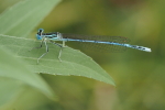 Vorschaubild Odonata, Platycnemitidae, Platycnemis pennipes, Gemeine Federlibelle_2017_07_15--09-24-16.jpg 