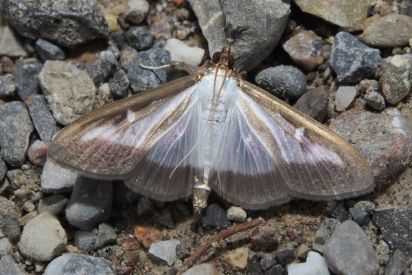 Skaliertes Bild Lepidoptera, Crambidae, Cydalima perspectalis, Buchsbaumzuensler_2018_09_02--16-58-03.jpg 