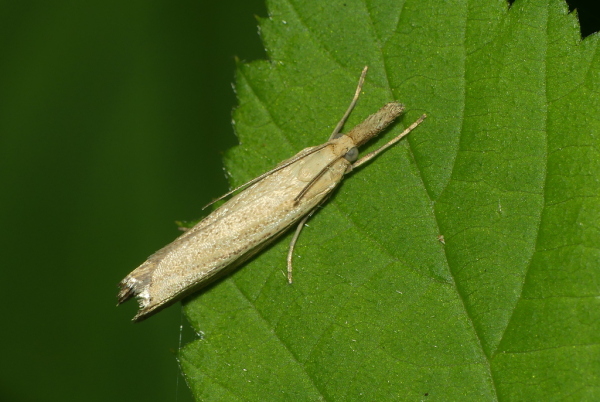 Skaliertes Bild Lepidoptera, Crambidae_2020_08_11--09-55-58.jpg 