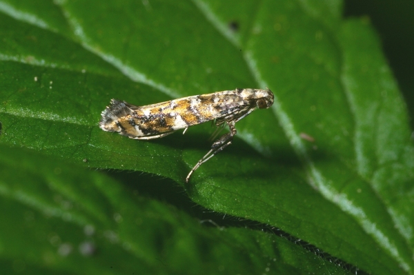Skaliertes Bild Lepidoptera, Gracillariidae, Gracillaria syringella_2006_06_09--11-58-47.jpg 