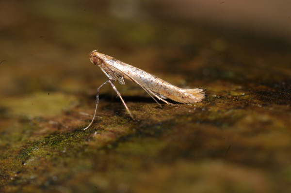Skaliertes Bild Lepidoptera, Gracillariidae_2012_03_03--10-55-34.jpg 