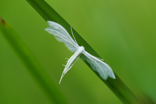Skaliertes Bild Lepidoptera, Pterophoridae, Pterophorus pentadactyla, Winden-Federmotte_2019_06_25--09-32-43.jpg 
