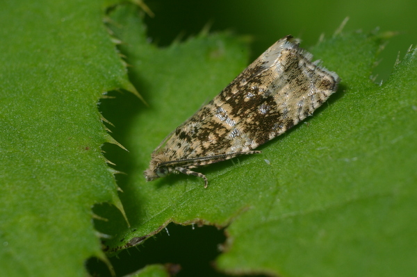 Skaliertes Bild Lepidoptera, Tortricidae, Celypha rurestrana_2006_05_29--10-30-38.jpg 