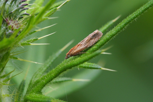 Skaliertes Bild Lepidoptera, Tortricidae, Eucosma_2020_06_19--08-01-09.jpg 