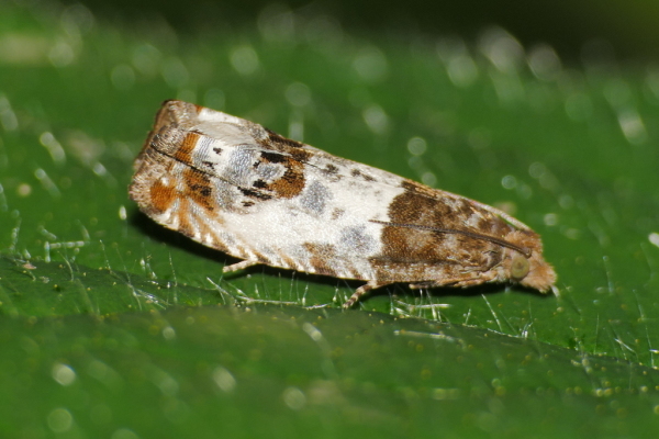 Skaliertes Bild Lepidoptera, Tortricidae, Gypsonoma dealbana_2020_06_08--11-14-09.jpg 