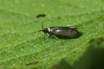 Vorschaubild Lepidoptera, Adelidae, Adela reaumurella_2007_04_28--15-42-04.jpg 