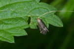Vorschaubild Lepidoptera, Adelidae, Nematopogon adansoniella_2005_05_27--18-00-20.jpg 
