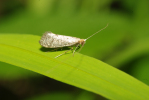 Vorschaubild Lepidoptera, Adelidae, Nematopogon robertella_2009_06_08--13-03-11.jpg 