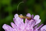 Vorschaubild Lepidoptera, Adelidae, Nemophora metallica_2010_06_28--05-09-57.jpg 