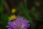 Vorschaubild Lepidoptera, Adelidae, Nemophora metallica_2013_07_26--09-55-25.jpg 