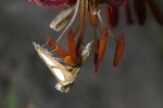 Vorschaubild Lepidoptera, Crambidae, Catoptria conchella_2006_07_10--11-03-26.jpg 