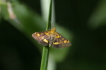 Vorschaubild Lepidoptera, Crambidae, Pyrausta purpuralis_2006_07_29--15-04-07.jpg 