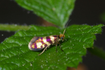 Vorschaubild Lepidoptera, Micropterigidae, Micropterix allionella_2005_01_04--06-54-11.jpg 