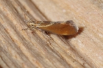 Vorschaubild Lepidoptera, Oecophoridae, Metalampra italica_2014_07_13--13-32-29.jpg 