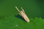Vorschaubild Lepidoptera, Psychidae, Larve_2019_06_01--10-00-06.jpg 