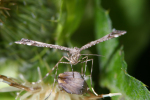 Vorschaubild Lepidoptera, Pterophoridae, Platyptilia calodactyla_2005_08_26--09-53-30.jpg 