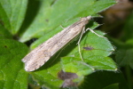 Vorschaubild Lepidoptera, Pyralidae, Aphomia_2006_09_29--14-36-37.jpg 