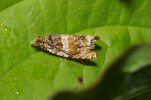 Vorschaubild Lepidoptera, Tortricidae, Celypha flavipalpana_2011_06_27--07-24-12.jpg 