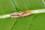 Vorschaubild Lepidoptera, Tortricidae, Eucosma_2019_07_22--09-25-40.jpg 